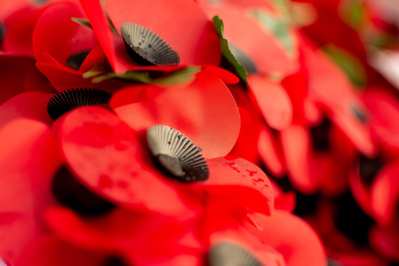 Poppies